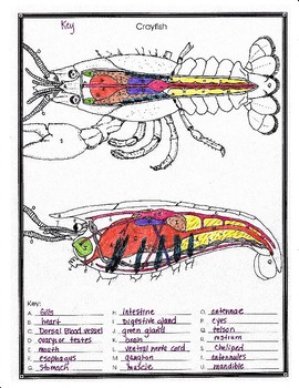 Crayfish anatomy and Simulated Dissection Worksheet by ...