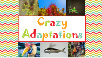 Preview of Crazy Adaptations PowerPoint/Slideshow
