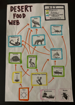 create your own food web assignment