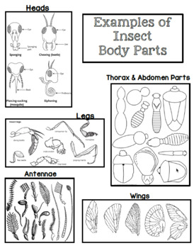 Preview of Create a Bug! Insect Project