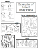 Create a Bug! Insect Project