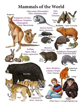 marsupials of the world