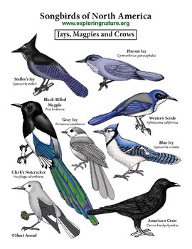 Create a Songbirds Long Poster - Jays, Magpies, Nuthatches, Wrens ...