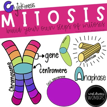 Preview of Create your own steps of mitosis - CLIPART