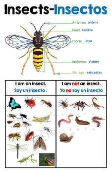 Creative Curriculum Insect Study Definition Poster by The Wonders of Pre-K