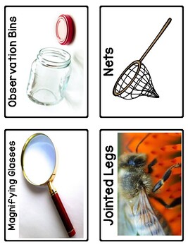 Creative Curriculum Insects Study Vocab Words By Teaching Creative Minds