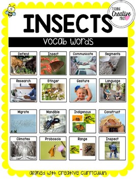 Preview of Creative Curriculum Insects Study Vocab Words