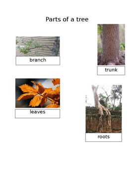 Preview of Creative Curriculum Tree Study/ parts of a tree