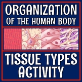 Organization of the Human Body Cell Tissue Types Activity 