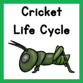 Cricket Life Cycle