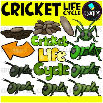 Preview of Cricket Life Cycle Clip Art Set {Educlips Clipart}