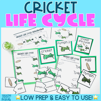 Preview of Cricket Life Cycle Word Wall & Activities | Preschool PreK Kindergarten