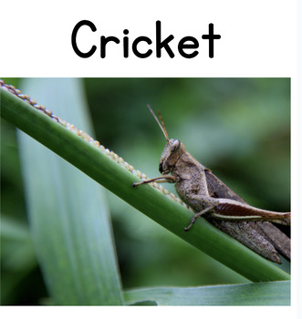 Preview of Cricket Nonfiction Decodable Reader: Words with 1-3 Closed Syllables (+schwa)