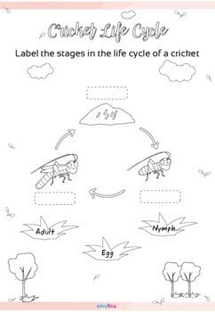 cricket life cycle