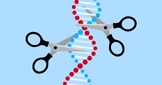 Criterion D - Do Scientists have a right to manipulate genes?