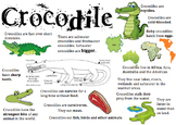 Crocodile Information Report Visual