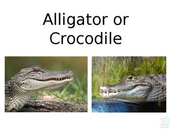 Crocodile vs. Alligator: What's the Difference? - Confused Words