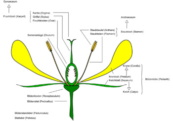 Preview of Cross section of a dicot flower