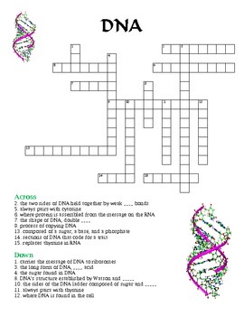 Crossword Puzzle - DNA (with Answer Key) by Michelle ...