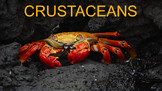 Crustaceans - PowerPoint