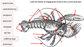 crustacean diagram
