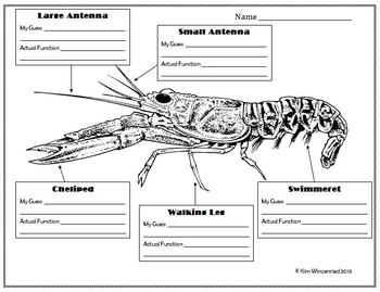Crustaceans Parts & Functions (Crayfish) by Math Rockz | TpT