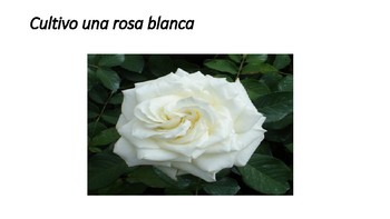 Cultivo una rosa blanca por José Martí by Maria del Mar | TpT