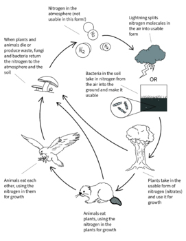 Preview of Cut-and-Paste: Nitrogen Cycle Simplified - Notebook Activity