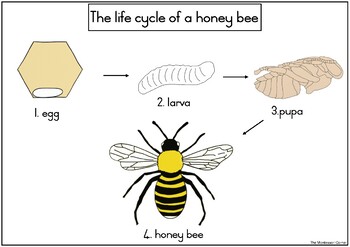Preview of Life cycle of a bee