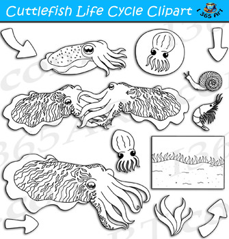 cuttlefish clipart black and white