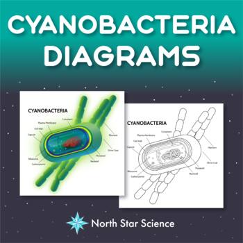 Preview of Cyanobacteria (Blue-Green Algae) Diagrams