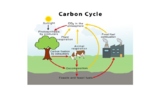 Cycle Diagrams-Water, Nitrogen, Phosphorus, Animal, Water,