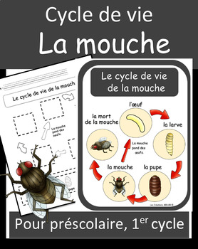 Cycle de vie - La mouche by Les Créations JOOLOO | TpT