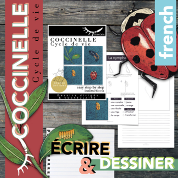 Cycle de vie coccinelle - French Writing Activity & Directed Drawing