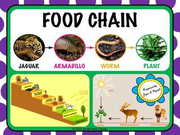 Preview of Food Chain - Unit with Worksheets
