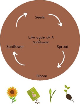 Preview of Cycle of Life Activity Pack!