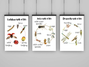 Preview of Cycle of Life - Set Of 14 Educational Posters, Home school Printables