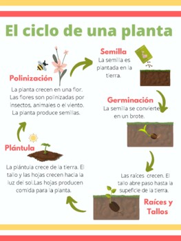 Cycle of a Plant Poster - SPANISH by Maestra Po | TPT