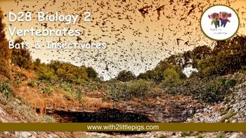 Preview of D28 Biology - Bats & Insectivores