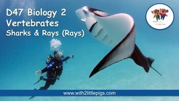Preview of D47 Biology - Sharks & Rays (Rays)