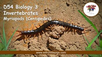 Preview of D54 Biology - Myriapods (Centipedes)