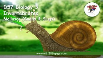 Preview of D57 Biology - Molluscs (Snails & Slugs)