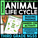 DIAGRAM Animal Life Cycle Stages 3rd Grade Science Frog, S