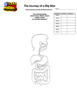DIGESTIVE SYSTEM by Merry in the Middle | Teachers Pay Teachers