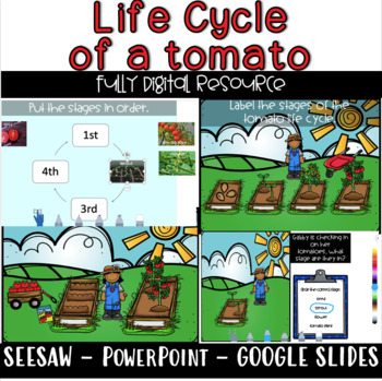 Preview of DIGITAL: Life Cycle of a Tomato - Seesaw - Google Slides - PowerPoint