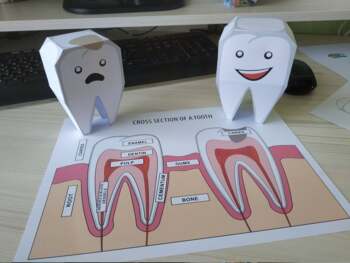 Preview of DIY 3D Paper craft Teeth and Cross section of a Tooth- Dental health project