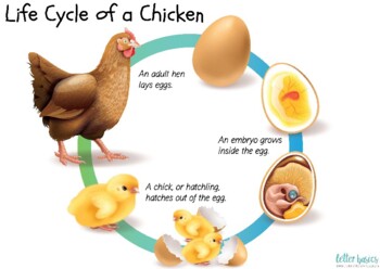 DIY Chicken Life Cycle Look Book by Letter Basics by Little Wooden Toybox