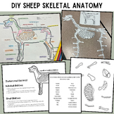 DIY Animal Skeletal Anatomy - Build a Sheep Project