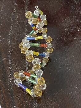 Preview of DNA Bead Model