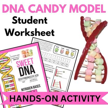 Preview of DNA CANDY MODEL ACTIVITY (Hands-on - Edible Lab)